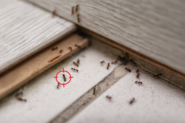 Best Wildlife Control Services  in Wolf Creek, UT