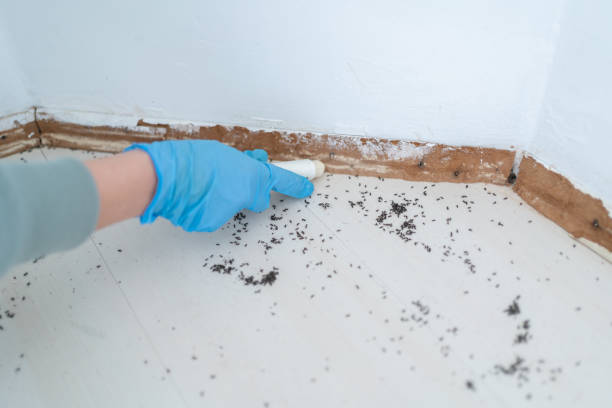Best Flea Control Services  in Wolf Creek, UT
