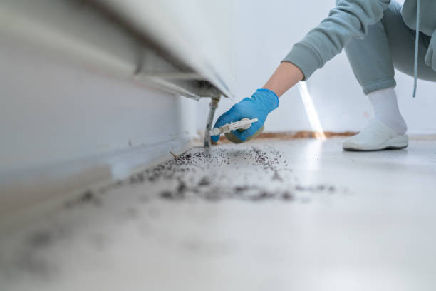 Best Bed Bug Extermination  in Wolf Creek, UT